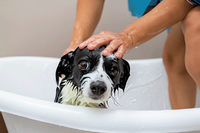 Как часто следует купать собаку?